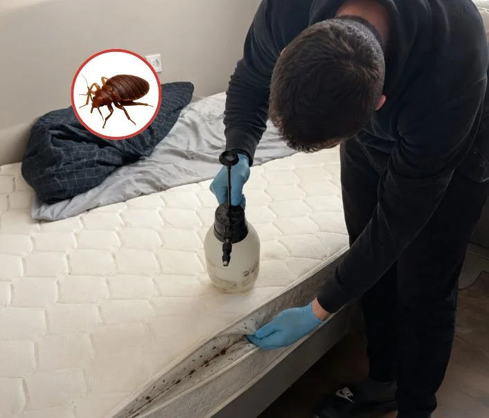 Technicien traitant un matelas contre les punaises de lit à Juziers